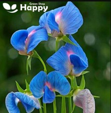 INDIAN PEA - 20 seeds -