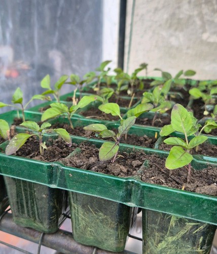 Purple stemed holy basil - purple,
