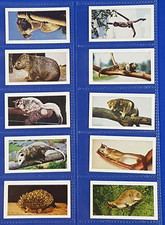 Hornimans Tea Cards WILD