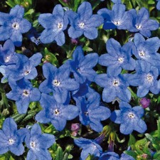 Lithodora plug plants alpine