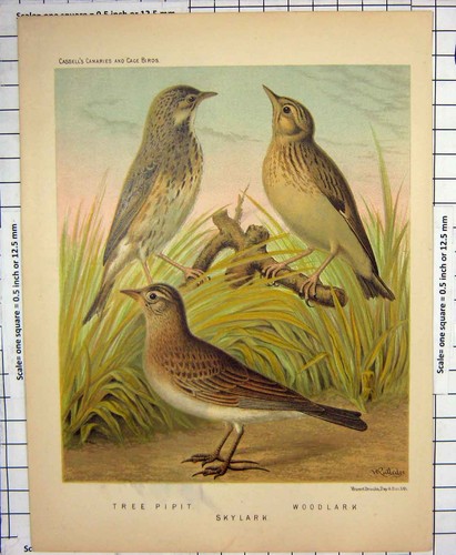 Original old antique print - original,