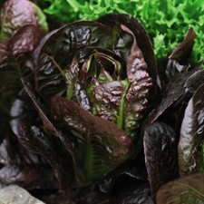 Lettuce Seeds Annual Vegetable