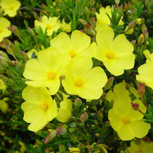 Halimium libanotis wooly - libanotis, rock