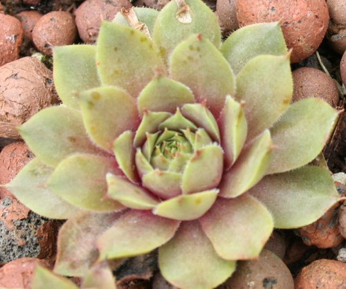 Sempervivum mar brunneifolium - sempervivum, -mar