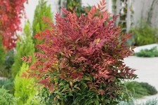 Nandina Heavenly Bamboo 4'in
