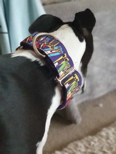 Martingale dog collar for