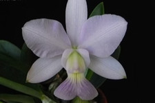 Rare Cattleya walkeriana