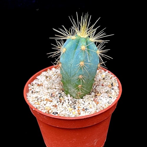 Blue cactus plant - |, torch