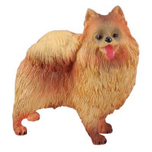 Pacific trading pomeranian - pacific,