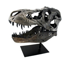 TYRANNOSAURUS SKULL PRE