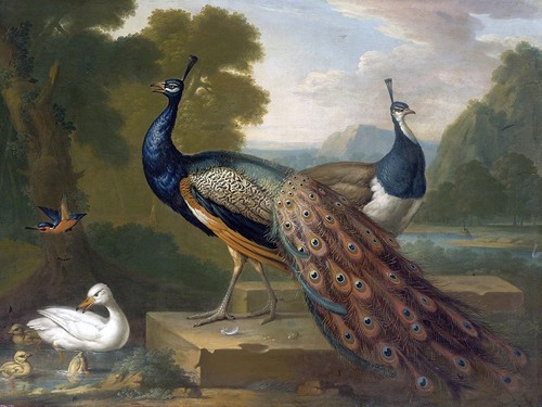 Peacocks bird duck accent tile - peacocks,