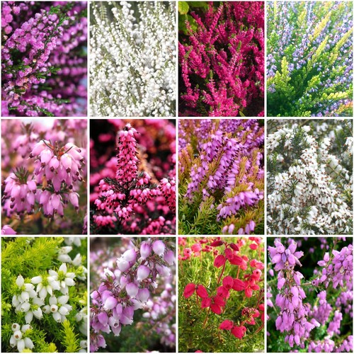 X12 all seasons heather - all,