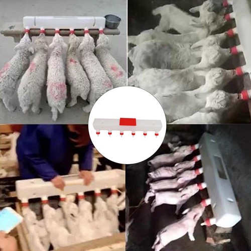 Lamb feeder with nipples - feeder,