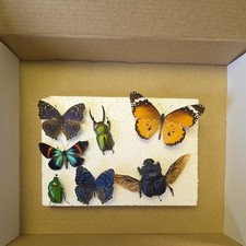 Box mix grade insect - mix,