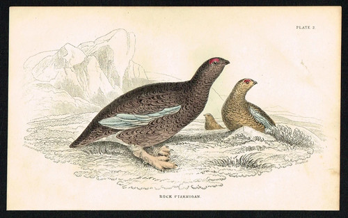 Bohemian waxwing bird 1840 - waxwing,