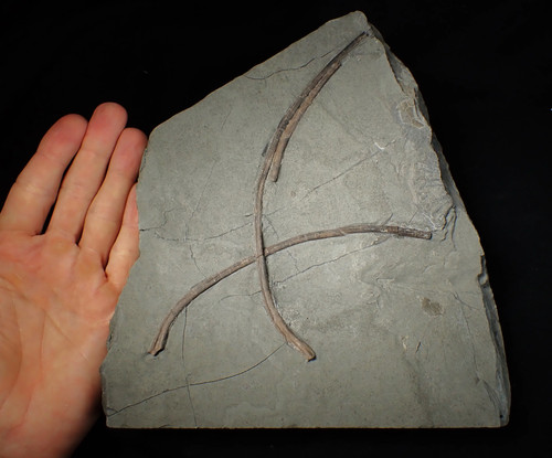Large jurassic ichthyosaur - large,