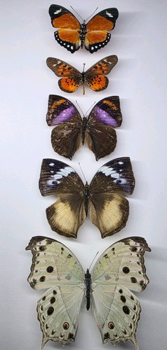 Real butterfly collection 5 - collection,