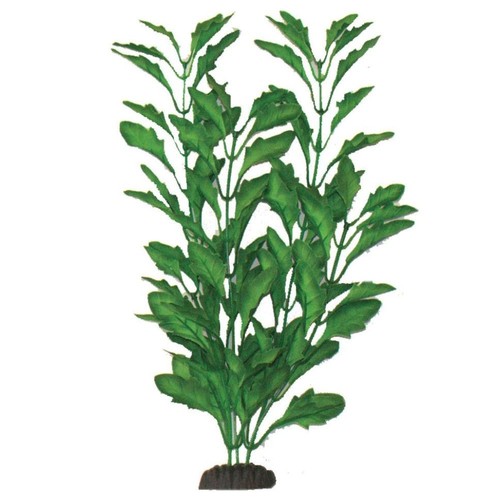 Aquarium plant polysperma - plant,