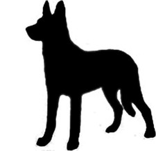 Custom Dutch Shepherd