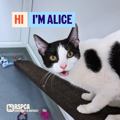 Donate help cats like alice - to,