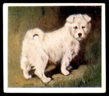 Godfrey Phillips ‘’Our Puppies” 1936 - The Samoyed No. 22