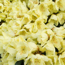 Rhododendron 'Wren' Evergreen Hardy Compact Garden Shrub Plant | 9cm Pot