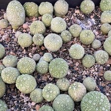 20pcs are Cacti Pseudolithos