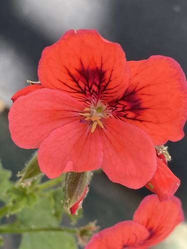Rare pelargonium geranium - pelargonium,
