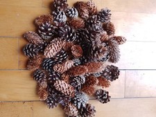 30 mixed Pine Fir Cones for