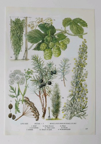 Vintage botanical print - botanical,