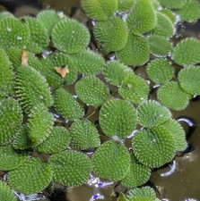 Salvinia natans 20 - natans, 1