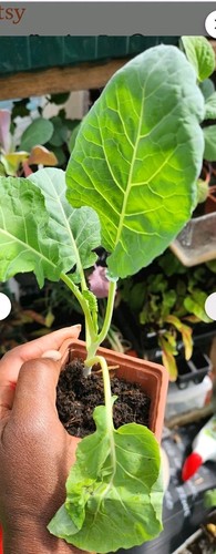 Brussel sprout vegetable plant - brussel,