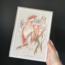 Major Mitchell's Cockatoo Art