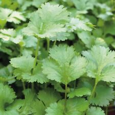 Coriander Seeds 250 Fresh Garden Herb Seeds - Cilantro Plant UK Indoor Outdoors