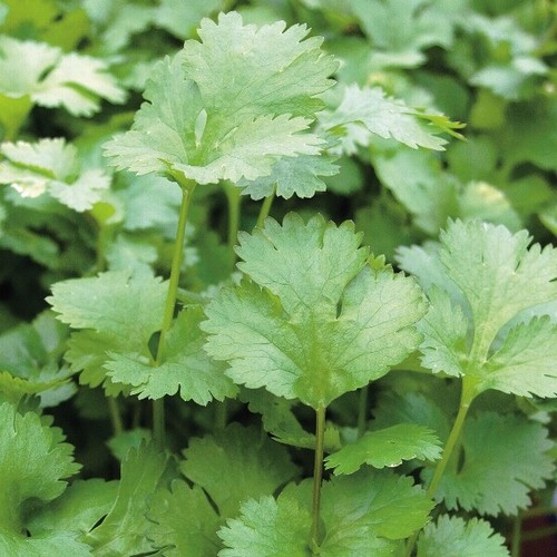 Coriander seeds 250 - seeds, fresh