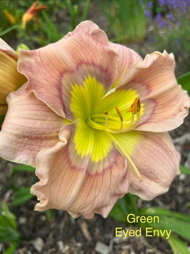Daylily hemerocallis seeds - daylily/hemerocallis, x
