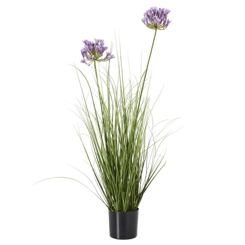 Green purple agapanthus plant - green,