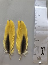 Parrot Feathers 