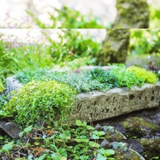 Large Aged Effect Herb Planter