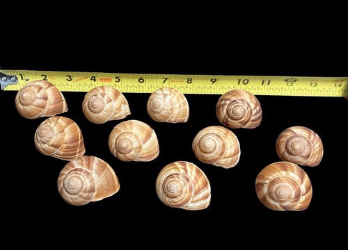 Beautiful roman snails - beautiful,