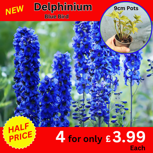 Delphinium blue bird hardy - delphinium,