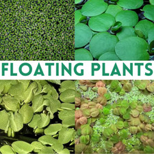 Live Floating Aquarium Plants