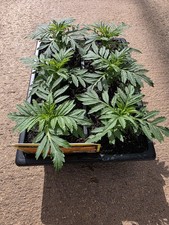 African Marigold Gold - Garden