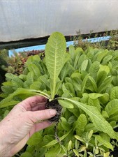 10 x Teasel XL jumbo plug