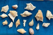 Natural sea shells collection - sea,