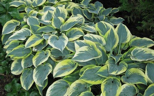 Hosta first frost plantain - frost', (plantain