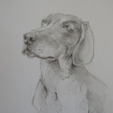 Pencil tonal drawing dog