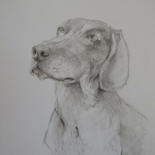 Pencil tonal drawing dog