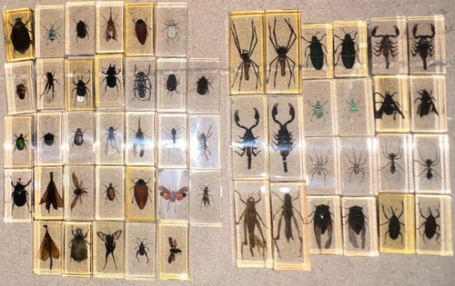 Mixed preserved insect - mixed,