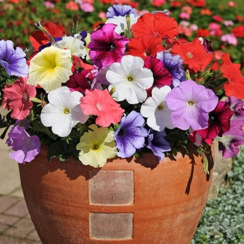 Petunia 9cm pot semi - in,